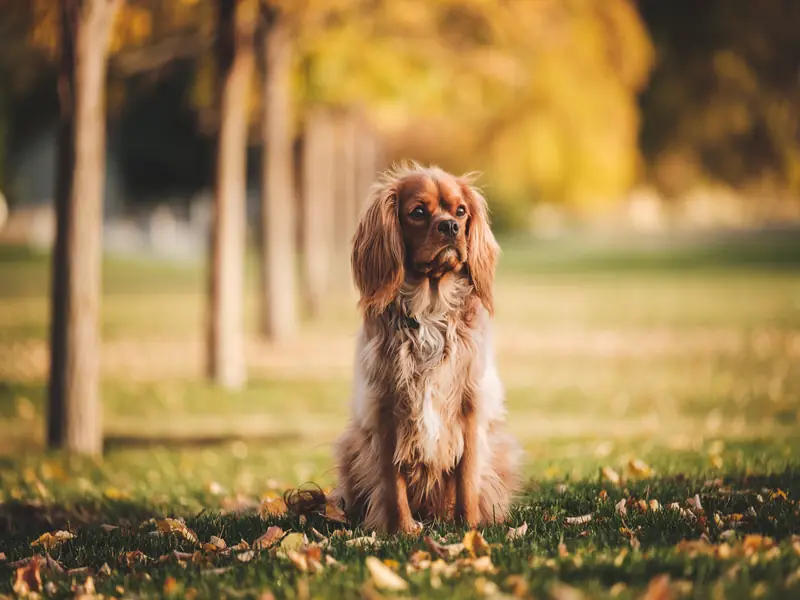 Cavalier King Charles Spaniel assis dans un parc en automne