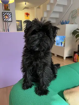 Affenpinscher — photo de la race