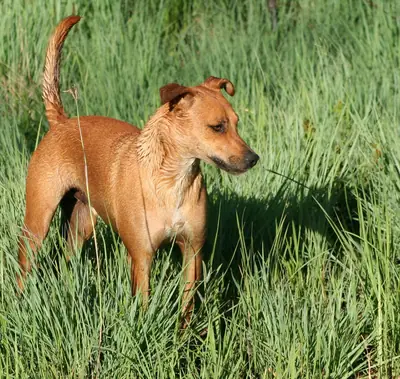 Africanis — photo de la race