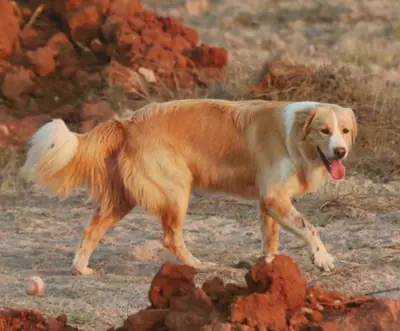 Aïdi — photo de la race