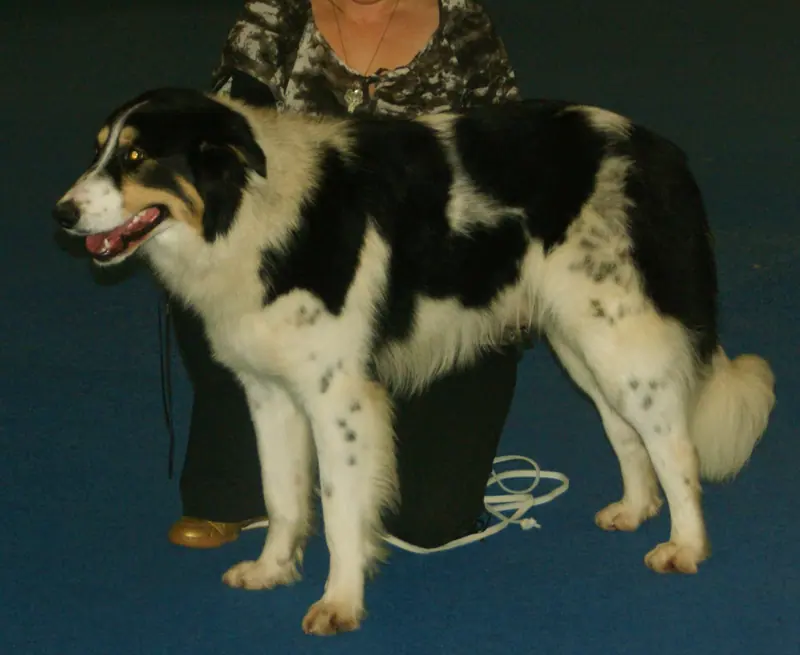 Aïdi — Tricolour Atlas Mountain Dog 2