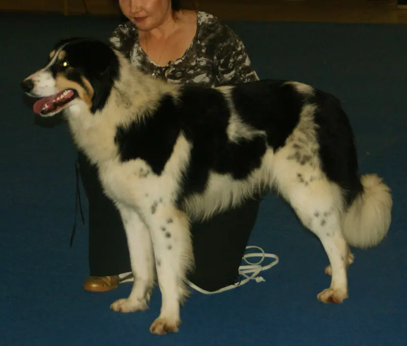 Aïdi — Tricolour Atlas Mountain Dog