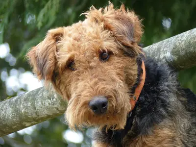 Airedale Terrier — photo de la race