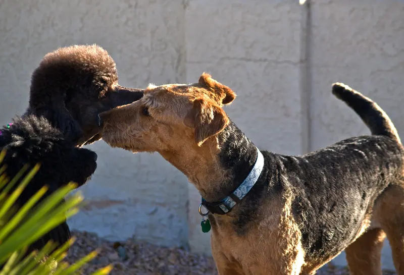 Airedale Terrier — AIRDALE (6852121622)