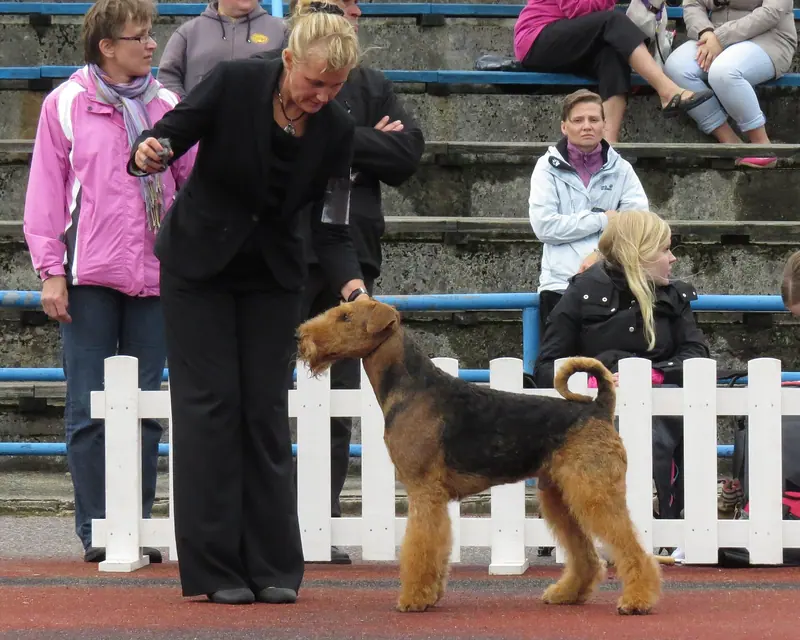 Airedale Terrier — Airedale Terrier view