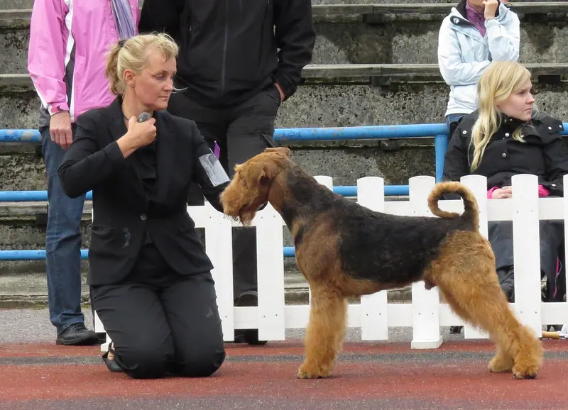 Airedale Terrier — Airedale Terrier with handler