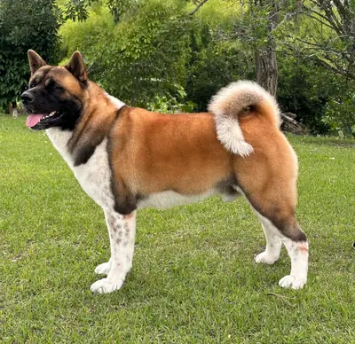 Akita américain — photo de la race