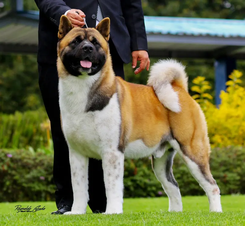 Akita américain — Akita Americano v3