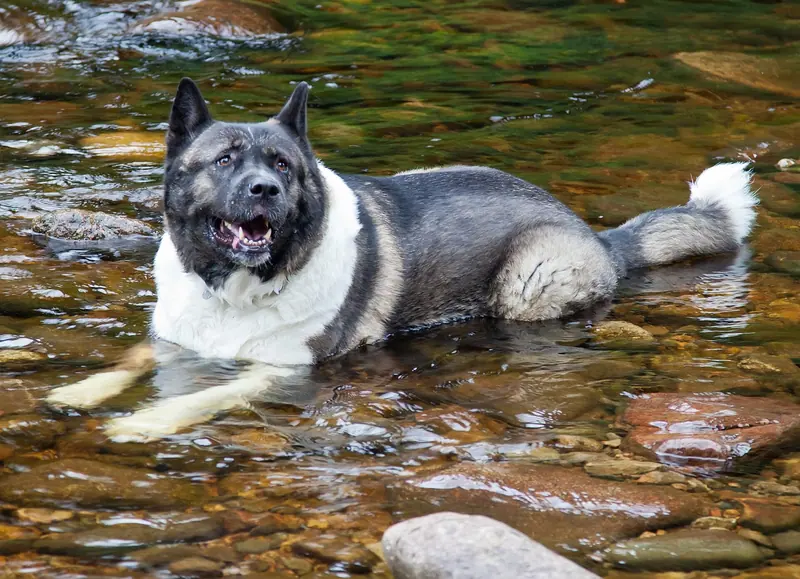 Akita américain — American Akita