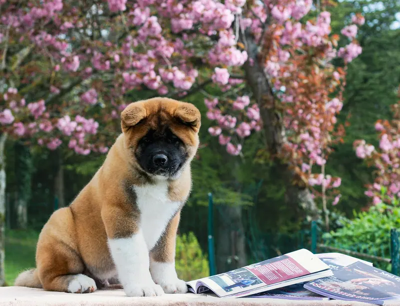 Akita américain — Akita Américain & Akita Inu Mel Pet & Co, Le Magazine Canin -22