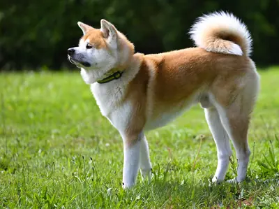 Akita — photo de la race