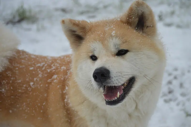 Akita — Akita inu criado por Tsutsui Kennel
