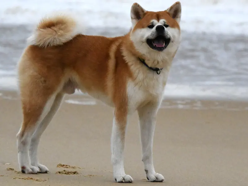 Akita — Akita Inu (male)