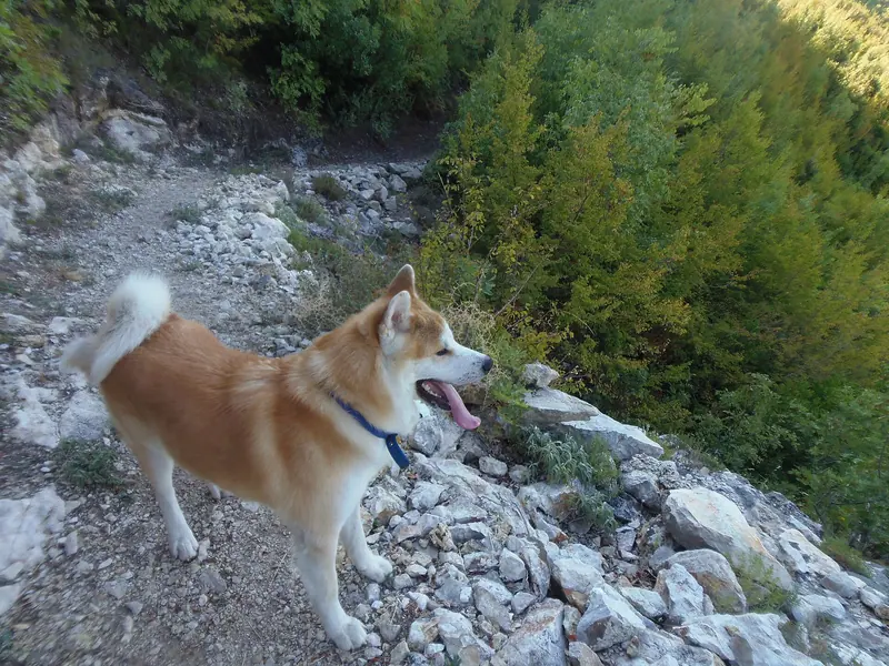 Akita — Akita hiking in Shpella e Pëllumbasit