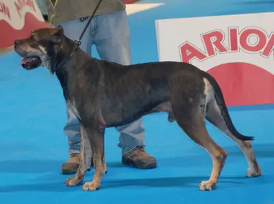Alano espagnol — photo de la race