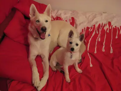 Alaskan Klee Kai