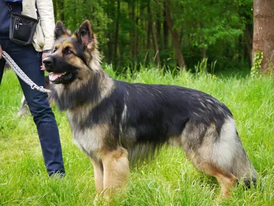 Altdeutscher Schäferhund — photo de la race