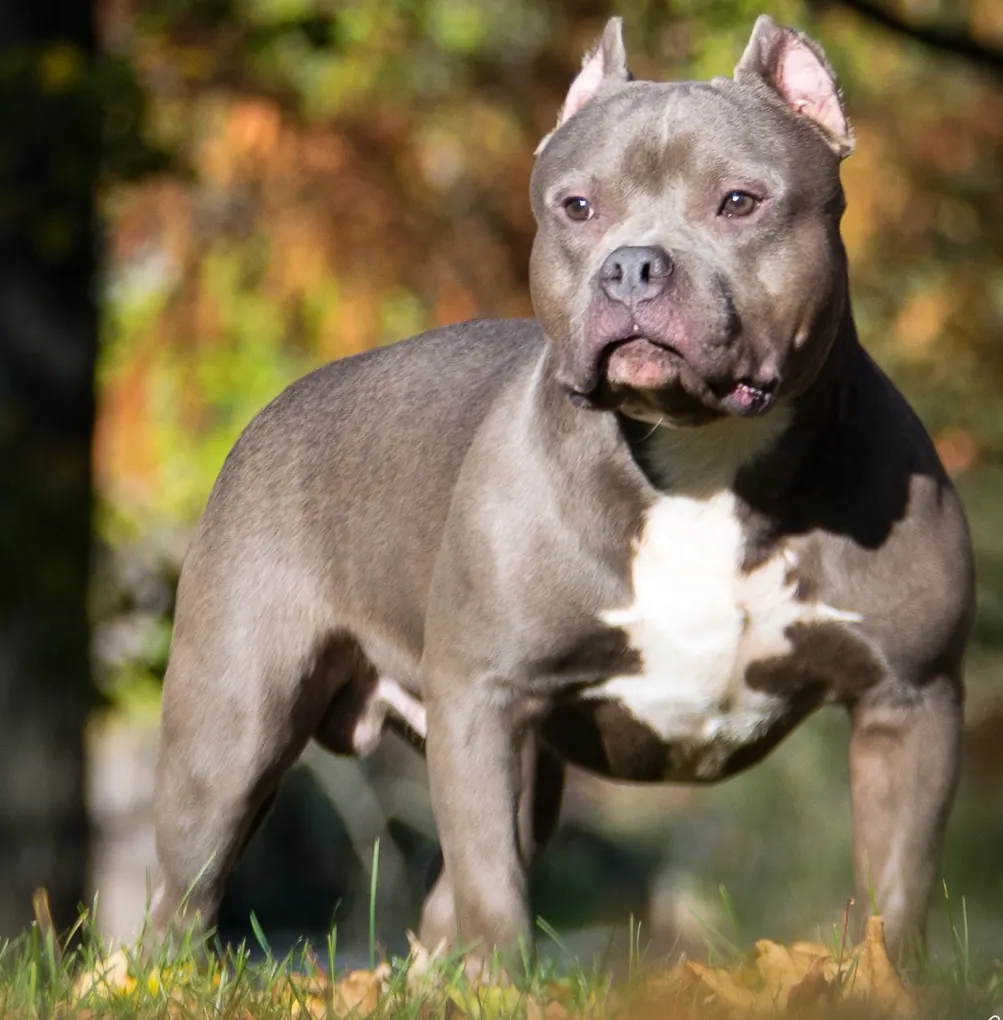 American Bully adulte, photographié en extérieur