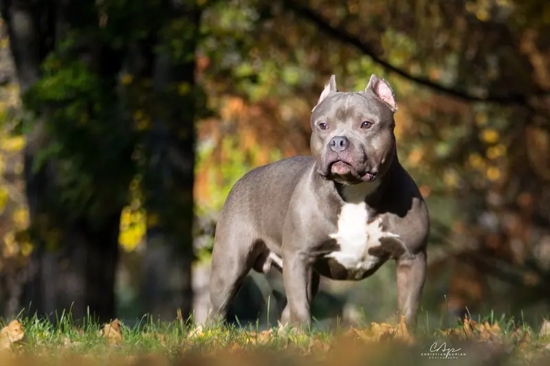 American Bully — Champion Charlie Muscles