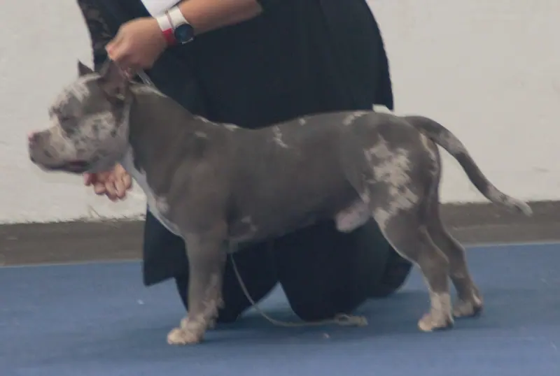 American Bully — Amerikanbully3