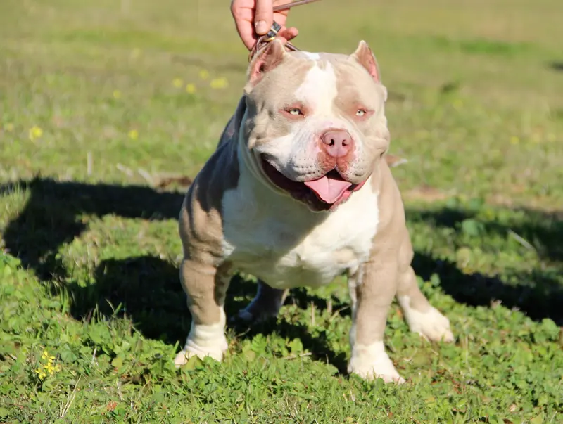 American Bully — American Bully Gimli