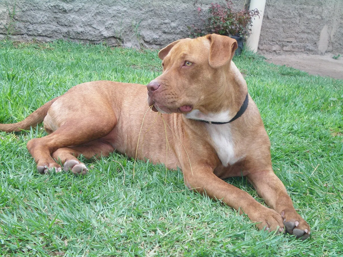 American Pit Bull Terrier adulte, photographié en extérieur