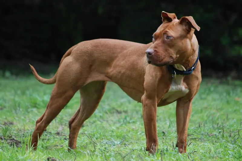 American Pit Bull Terrier — 000 American Pit Bull Terrier