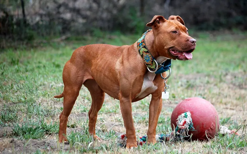 American Pit Bull Terrier — 001 American Pit Bull Terrier