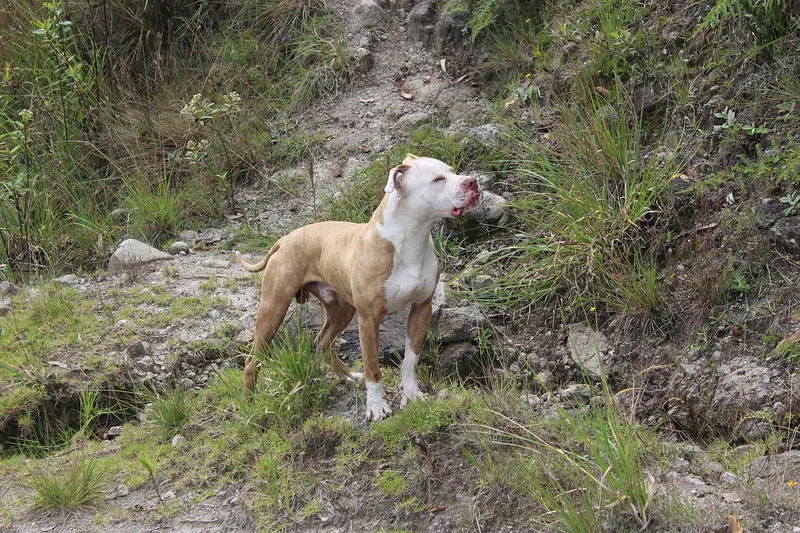 American Pit Bull Terrier — 01. Pitbull-2723863 1920