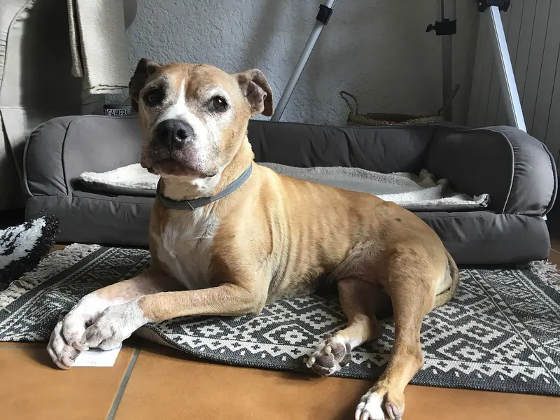 American Staffordshire Terrier — AMERICAN STAFFORDSHIRE TERRIER SUNDY 17 ANS
