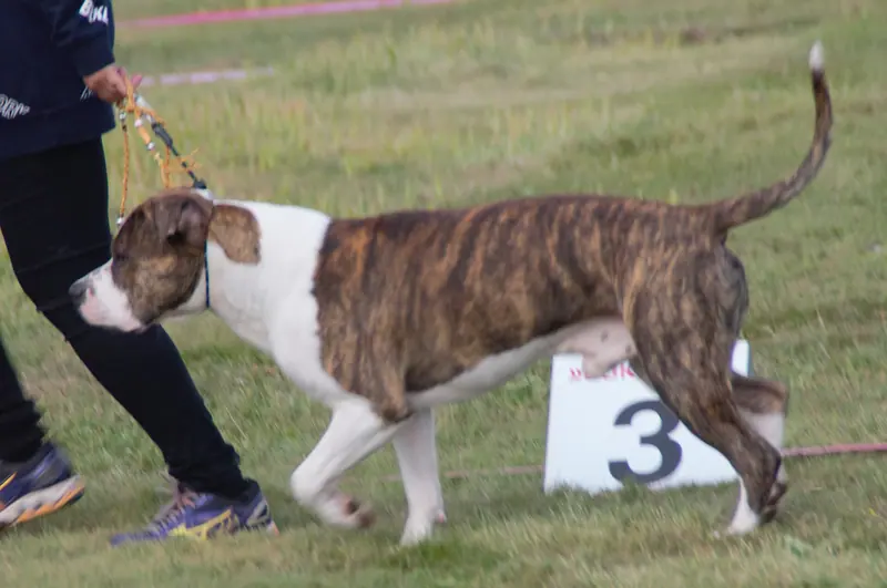 American Staffordshire Terrier — AmStaff-brindlewhite3