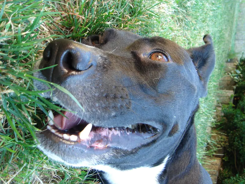 American Staffordshire Terrier — AmStaff Cookie geb. Jan 2010