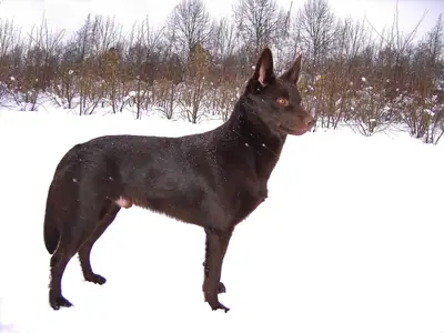 Australian Kelpie — photo de la race