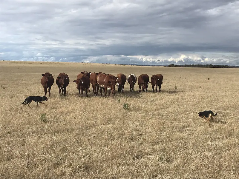 Australian Kelpie — Shorthorn heifers & kelpies