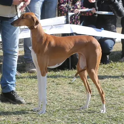 Azawakh — photo de la race