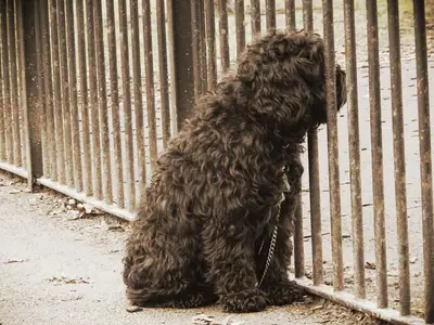 Barbet — photo de la race
