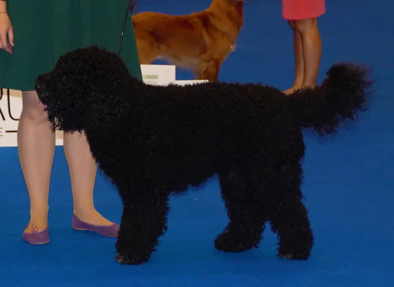Barbet — Frenchwaterdogbarbet-black