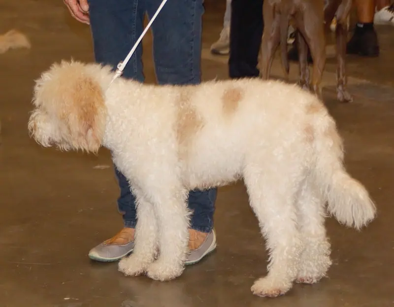 Barbet — Frenchwaterdogbarbet1
