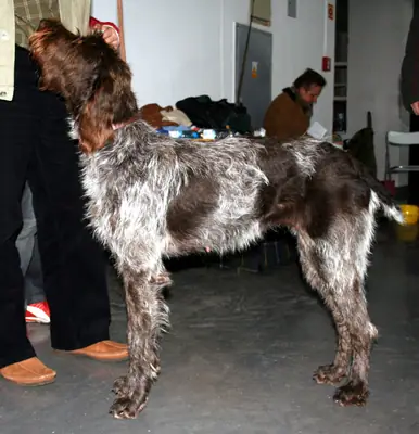 Barbu tchèque — photo de la race