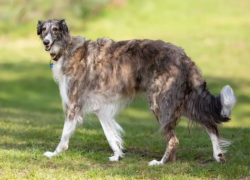 Barzoï — Brindle Borzoi