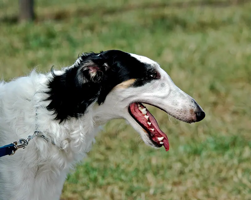 Barzoï — Borzoi portrait Flickr2