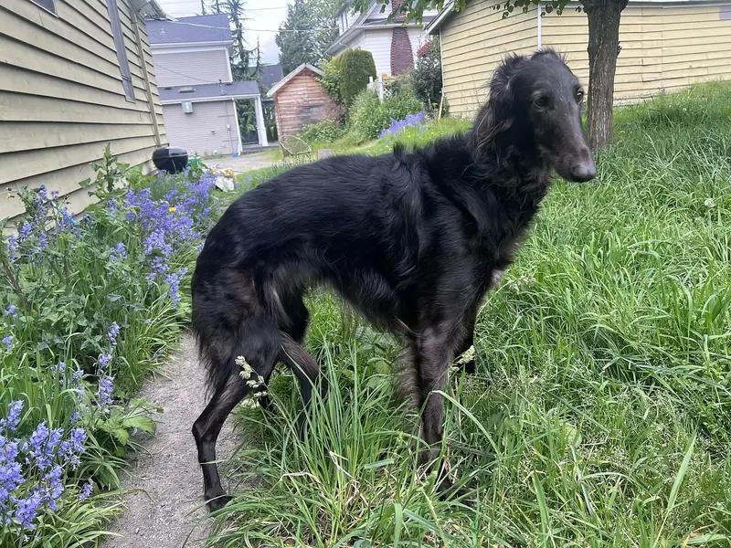 Barzoï — Creature black borzoi