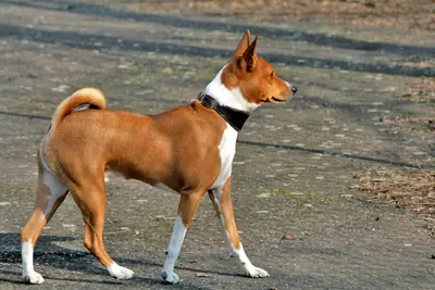 Basenji — photo de la race