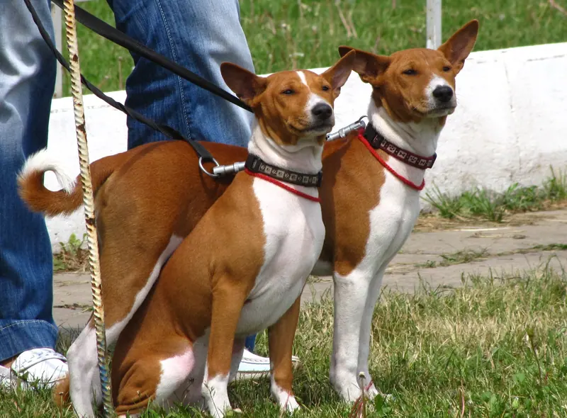 Basenji — Басенджи (Basenji) 02