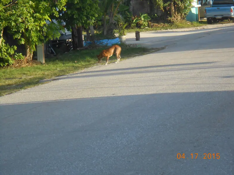Basenji — Basenji near road