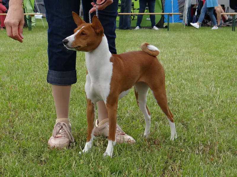 Basenji — Basenji Mutabaruga's Besser Jetzt Als Nie