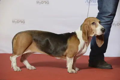 Basset artésien normand — photo de la race