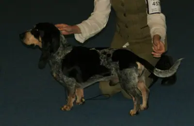 Basset bleu de Gascogne — photo de la race