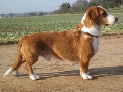 Basset de Westphalie — photo de la race