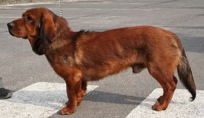 Basset des Alpes — photo de la race